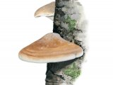 Piptoporus betulinus (Birch Bracket Fungi) FU001
