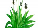 Plantain (Ribwort) Plantage lanceolata BT0268