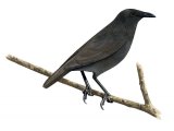 Pohnpei Mountain Starling (Aplonis pelzelni) BD046