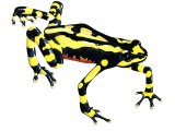 RA168 - Poison Arrow Frog (Dendrobates leucomelas