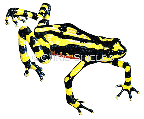 Poison Arrow Frog (Dendrobates leucomelas) RA168