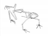RA167 - Poison Arrow Frog skeleton (Dendrobates leucomelas
