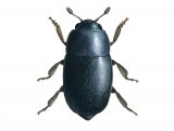 Pollen Beetle (meligethes aeneus) IN001