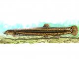 F069 - Pond Loach (Misgurnus fossilis)
