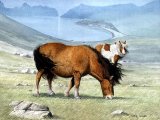 Pony - Shetland (Equus ferus caballus) M001
