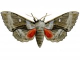 Poplar Hawk Moth (Laothoe populi) IN001