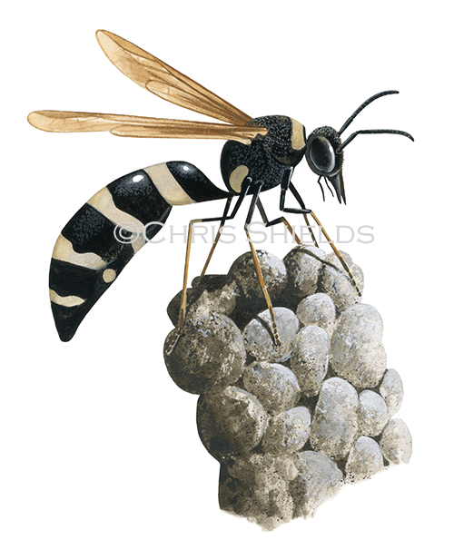 Potter Wasp (Eumeninae) IH0049