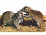 Prairie Dog (Cynomys ludovicianus) M001 