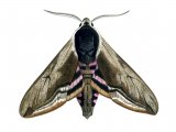 Privet Hawh Moth (Sphinx ligustri) IN003