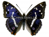 Purple Emperor (Apatura iris) L0079