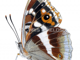 Purple Emperor (Apatura iris) L0080