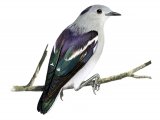 Purple-backed Starling (male) Sturnia sturnina BD050