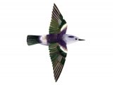 Purple-backed Starling (male) Sturnia sturnina BD051