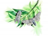 Puss Moth (Cerura vinula) IN001