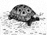 R022 - Tortoise