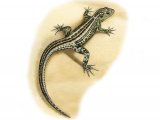 R025 -  Sand Lizard (Lacerta agilis)