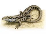 R028 - Common or Viviparous Lizard (Lacerta vivipara)