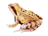RA129 - Agile Frog (Rana dalmatina)