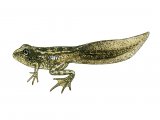 RA136c - Common Frog (Rana temporaria)
