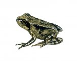 RA136d - Common Frog (Rana temporaria)