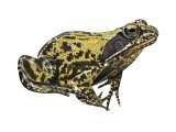 Common Frog (Rana temporaria) RA0137