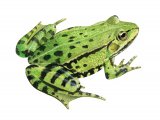 RA152 - Edible Frog (Pelophylax esculentus)