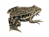RA153 Pool Frog (Pelophylax lessonae)