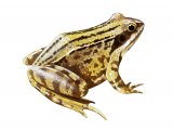 RA157 - Moor Frog (Rana arvalis)