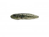 RA159 - Midwife Toad Tadpole (Alytes obstetricans)
