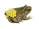 RA160 - Midwife Toad (Alytes obstetricans)