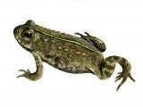 RA162 - Natterjack Toad (Epidalea calamita)
