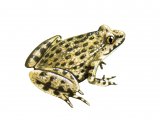RA164 - Parsley Frog  (Pelodytes puntatus)