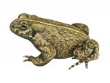 RA179 - Natterjack Toad (Epidalea calamita)