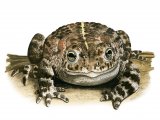 RA180 - Natterjack Toad (Epidalea calamita)