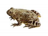 RA185 - Yellow-bellied Toad (Bombina variegata)