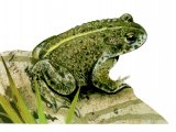 RA186 - Natterjack Toad (Epidalea calamita)
