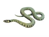 RS216 - Grass Snake ( Natrix natrix)