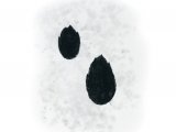 Rabbit Footprints M004