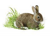 Rabbit (Oryctolagus cuniculus) M005