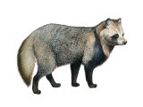 Raccoon Dog (Nyctereutes procyonoides) M002