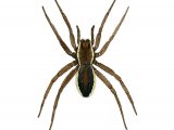 Raft Spider (Dolomedes plantarius) OS002
