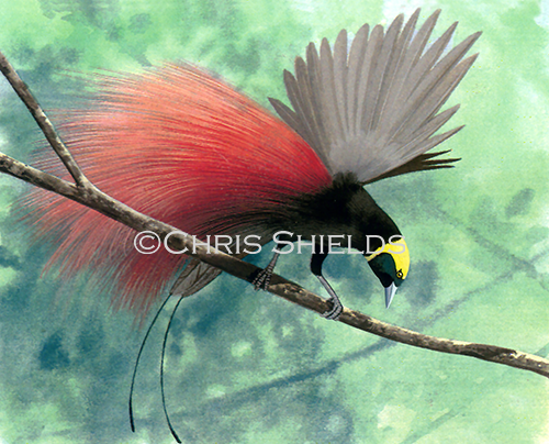 Raggiana Bird of Paradise (Paradisaea raggiana) BD005b
