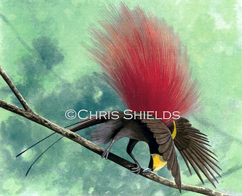 Raggiana Bird of Paradise (Paradisaea raggiana) BD005d