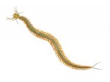 Ragworm (Nereis diversicolor) OS001