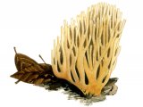 Ramaria stricta (Upright Coral) FU001