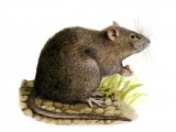 Rat (Brown) Rattus norvegicus M003
