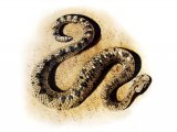RS222 - Rattlesnake (Crotalus cerastes)
