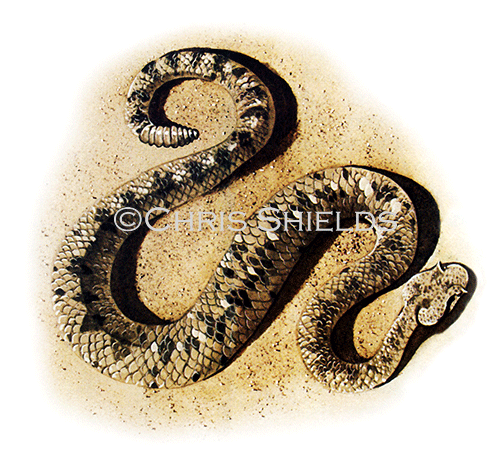 Rattlesnake (Crotalus cerastes) RS222