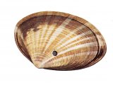 Rayed Trough Shell (Mactra stultorum) OS002