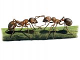 IH003 - Ant (red) Myrmica rubra